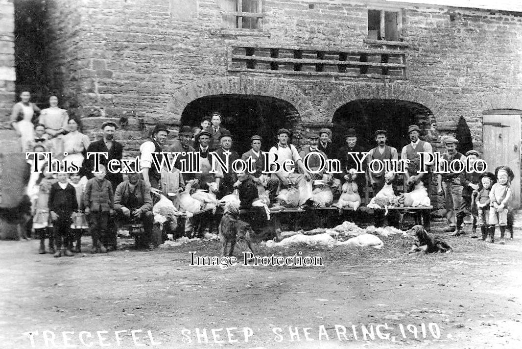 WL 3432 - Trecefel Sheep Shearing, Wales 1910