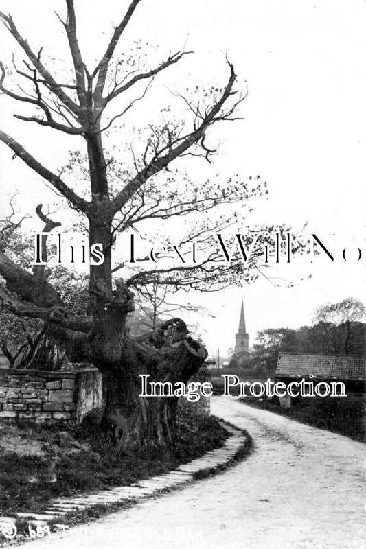 YO 14109 - Old Oak Tree, Thrybergh, Yorkshire