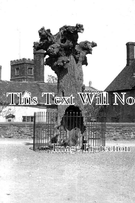 BF 794 - Ancient Oak Tree, Ampthill, Bedfordshire c1911