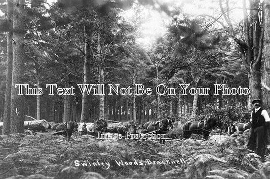 BK 2072 - Swinley Woods, Bracknell, Berkshire