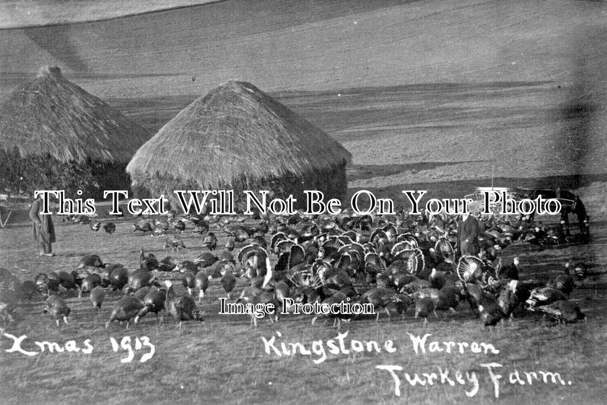 BK 2086 - Kingston Warren Turkey Farm, Wantage, Berkshire 1913
