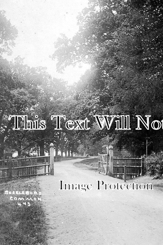 BK 2446 - Bucklebury Common Near Thatcham, Berkshire