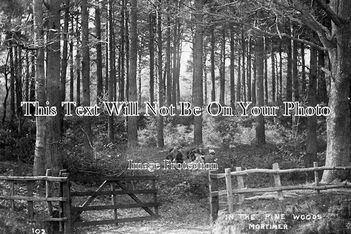 BK 2816 - The Pine Woods, Mortimer, Berkshire c1907