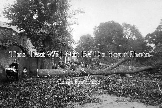 BK 347 - Fallen Tree, Coley Avenue, Reading, Berkshire c1907
