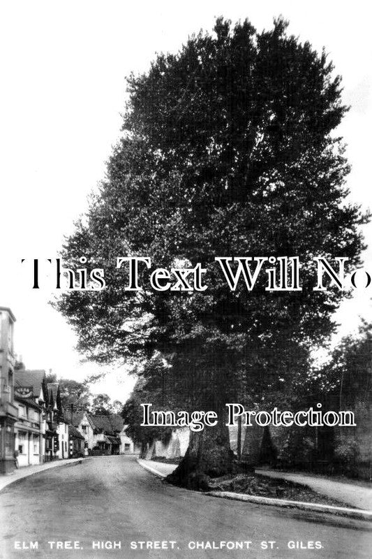 BU 2047 - Elm Tree, High Street, Chalfont St Giles, Buckinghamshire
