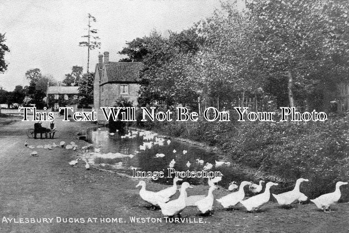 BU 429 - Aylesbury Ducks, Weston Turville, Buckinghamshire c1910