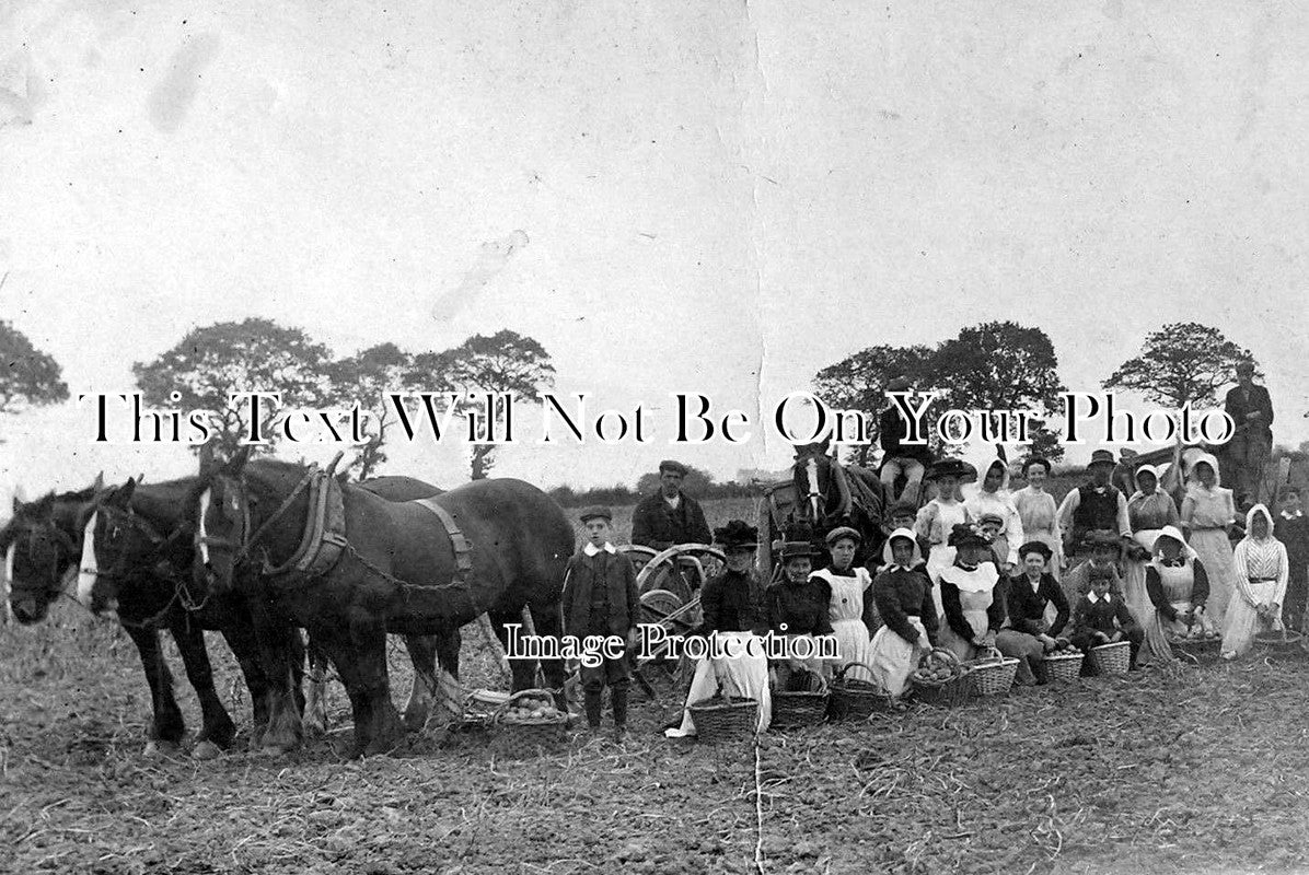 CA 323 - Potato Picking At Wisbech, Cambridgeshire c1910