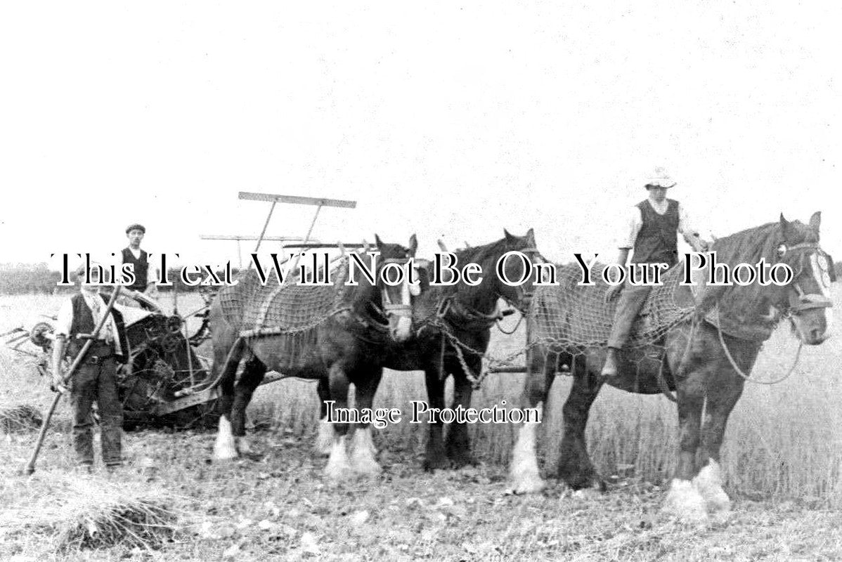 CA 562 - Heavy Horses, Farm Workers, March, Cambridgeshire