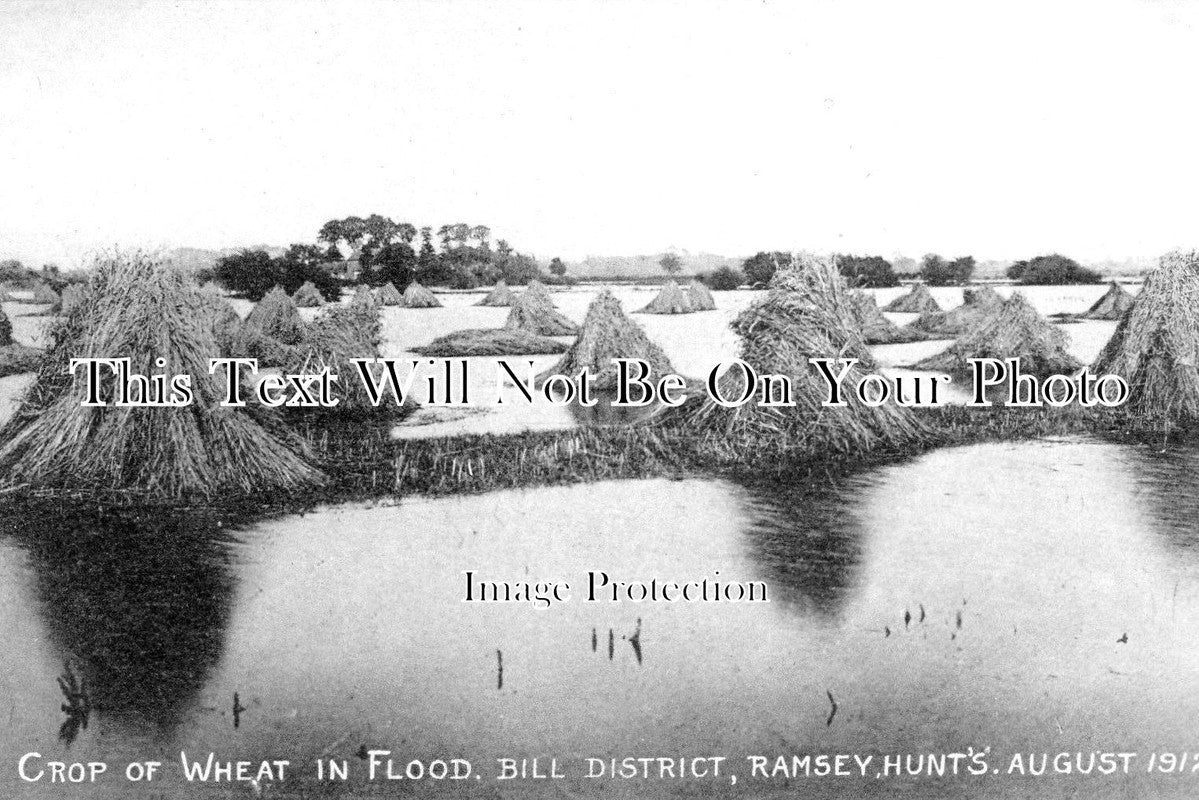 CA 658 - Crop Of Wheat In Flood, Ramsey, Cambridgeshire c1912