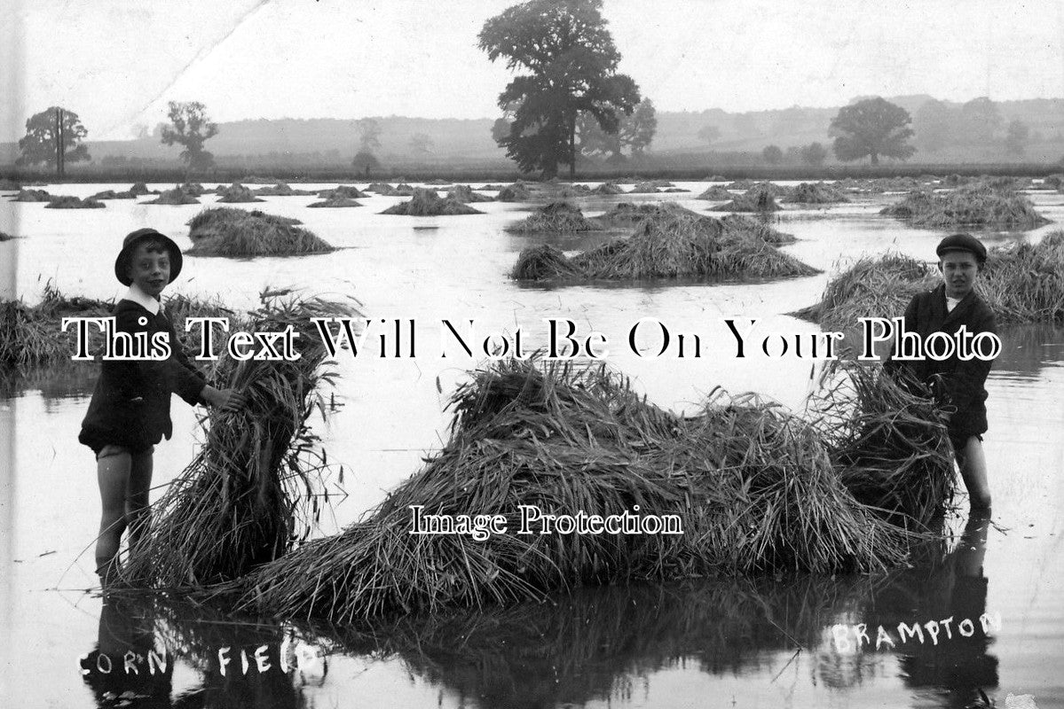 CA 90 - Corn Field, Brampton, Cambridgeshire c1912