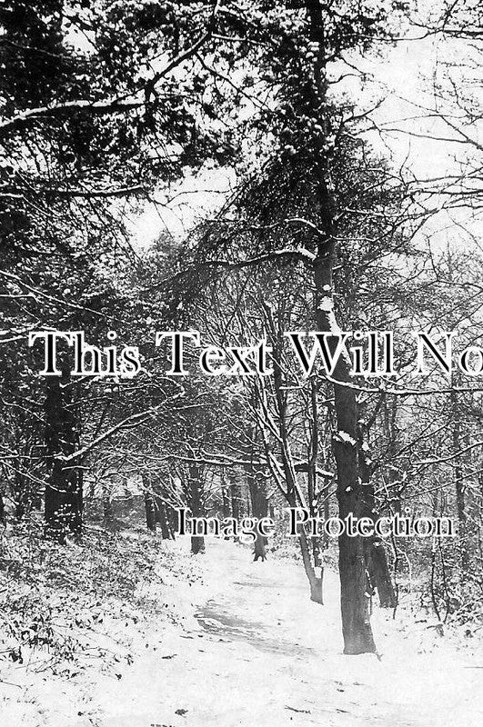 CH 2160 - Bidston Woods, Birkenhead, Cheshire c1908