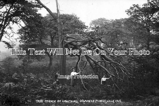 CH 948 - Tree Struck by Lightning, Delamere Forest, Cheshire July 1915