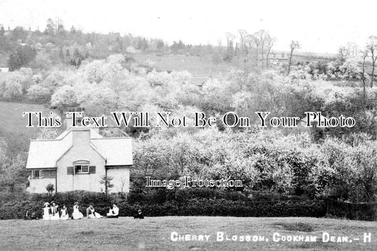 CO 1281 - Cherry Blossom, Cookham Dean, Maidenhead, Berkshire