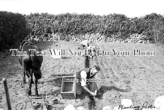 CO 1540 - Planting Bulbs On Scilly Isles, Cornwall