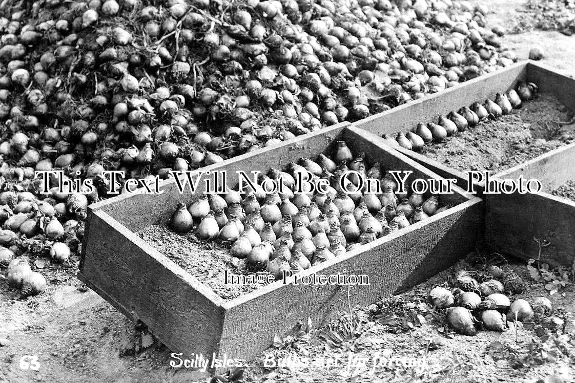 CO 1575 - Bulbs Set For Forcing, Scilly Isles, Cornwall