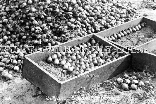 CO 1575 - Bulbs Set For Forcing, Scilly Isles, Cornwall