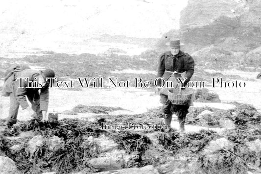 CO 2111 - Cornish Fisher Folk Picking Limpets, Cornwall
