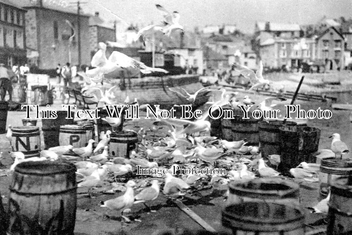 CO 2547 - Gulls At St Ives, Cornwall c1928
