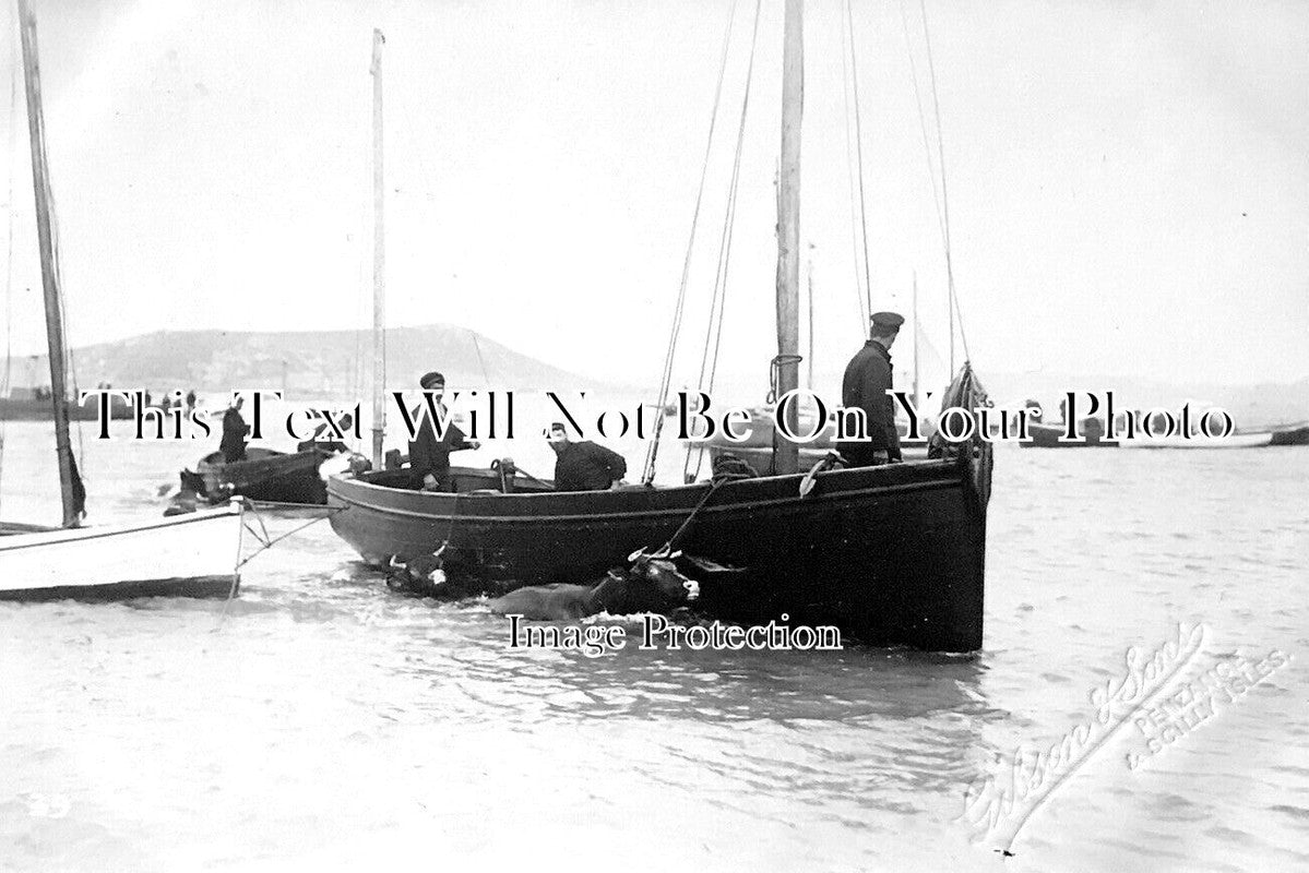 CO 2607 - Moving Cattle, Penzance, Scilly Isles, Cornwall