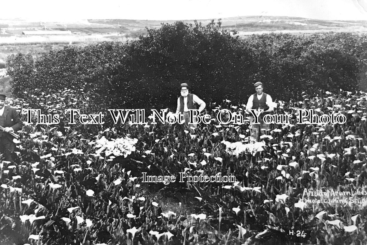 CO 2744 - Field Of Arum Lilies, Scilly Isles, Cornwall