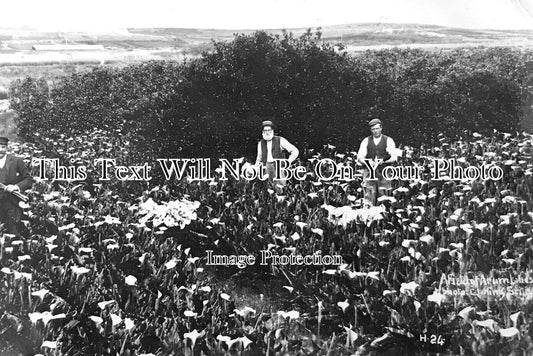 CO 2744 - Field Of Arum Lilies, Scilly Isles, Cornwall