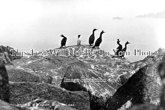 CO 2810 - Shags & Razor Bill, Scilly Isles, Cornwall