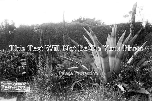 CO 2861 - Echium Agare, Tresco Gardens, Cornwall c1910