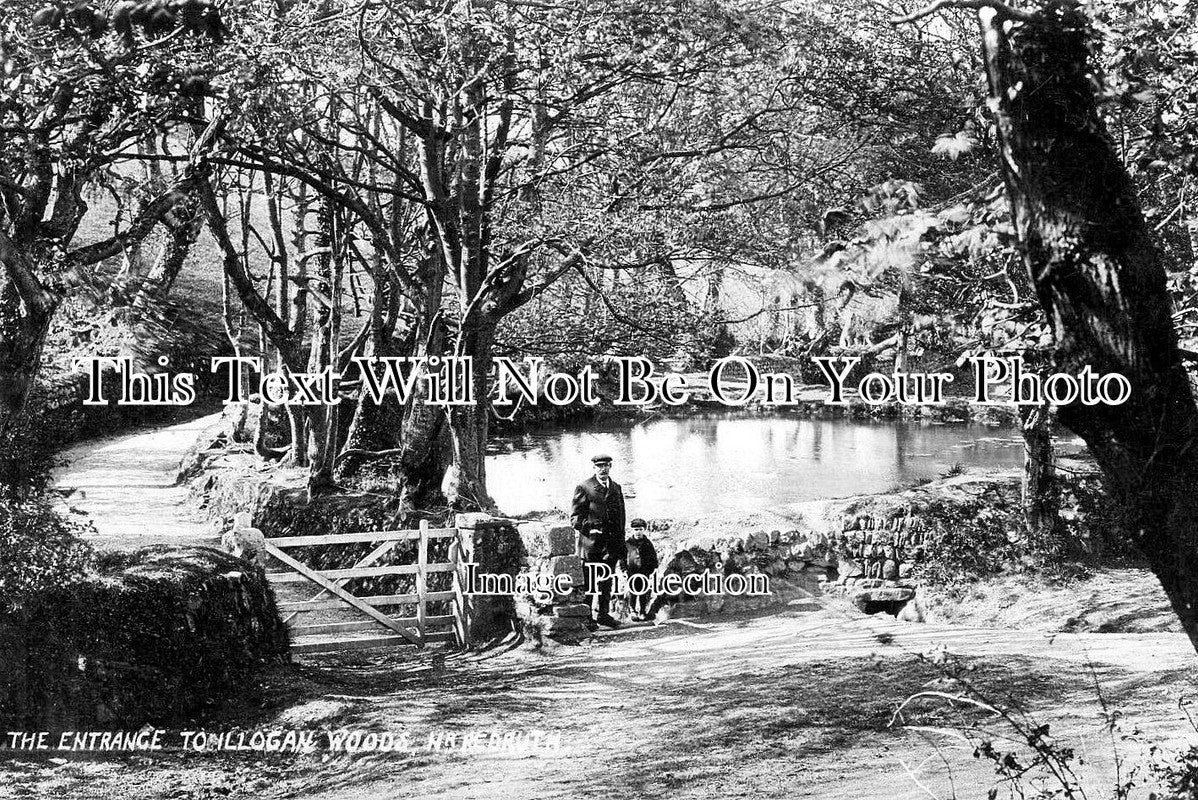 CO 3088 - The Entrance To Illogan Woods, Cornwall c1906