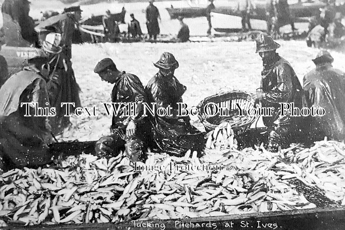 CO 3924 - Tucking Pilchards At St Ives, Cornwall