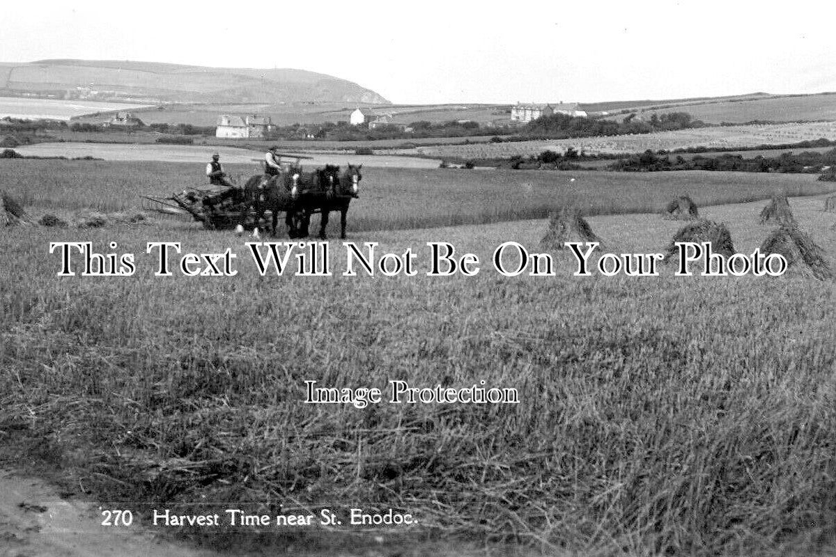 CO 4180 - Harvest Time Near St Enodoc, Wadebridge, Cornwall