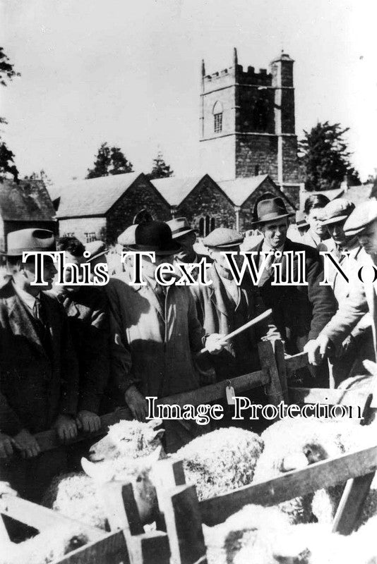 CO 458 - St Pratts Sheep Fair, Blisland, Cornwall