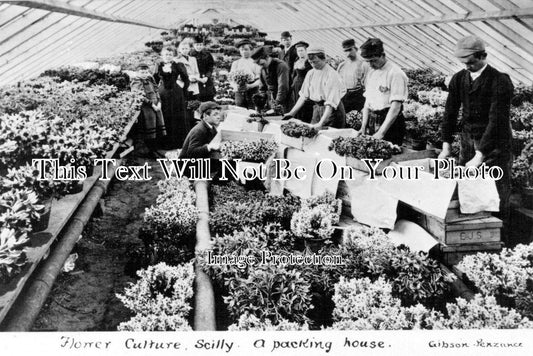 CO 525 - A Packing House, Flower Culture, Scilly Isles, Cornwall