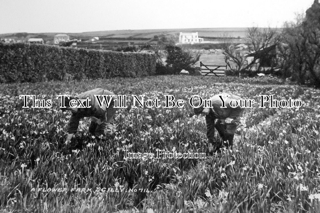 CO 850 - A Flower Farm, Isles Of Scilly, Cornwall
