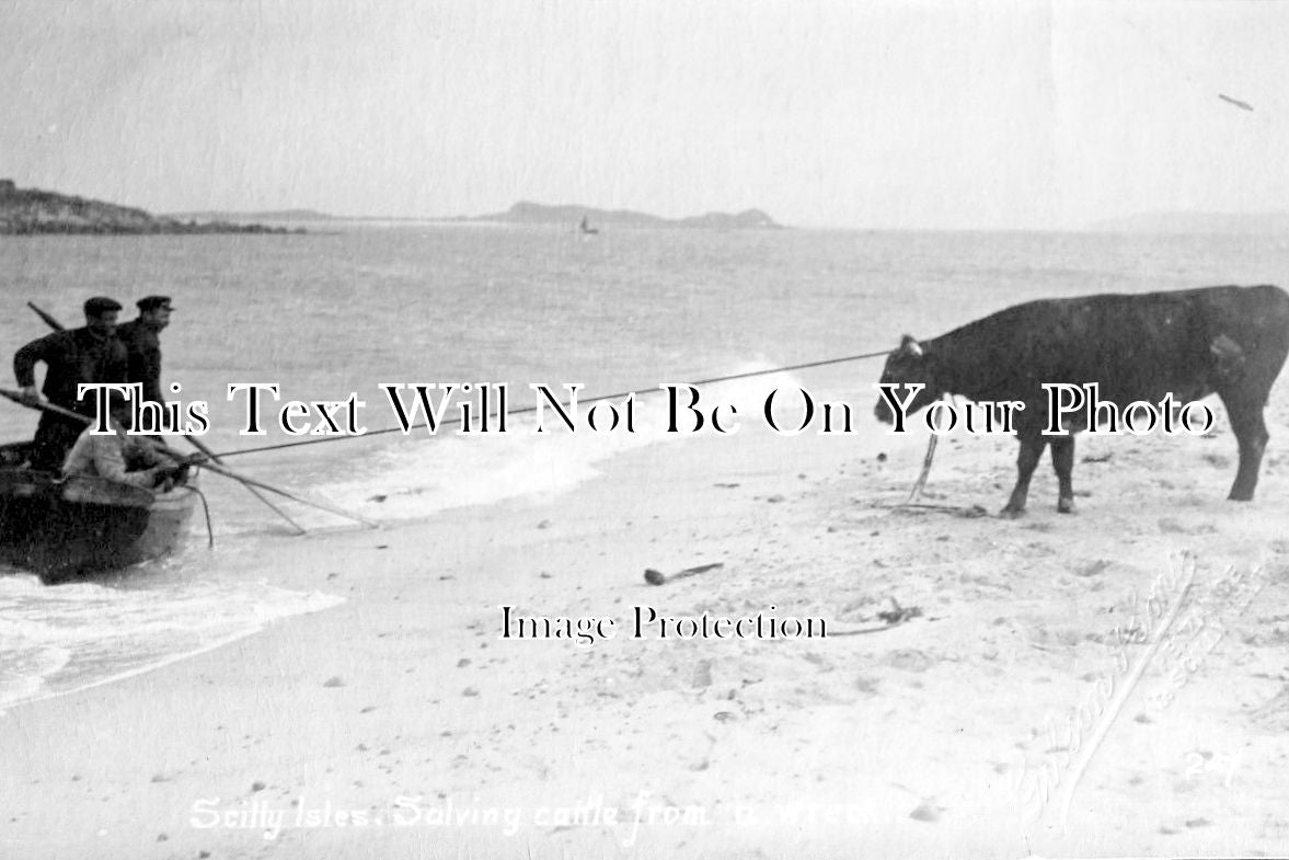 CO 901 - Salving Cattle From A Wreck, Scilly Isles, Cornwall