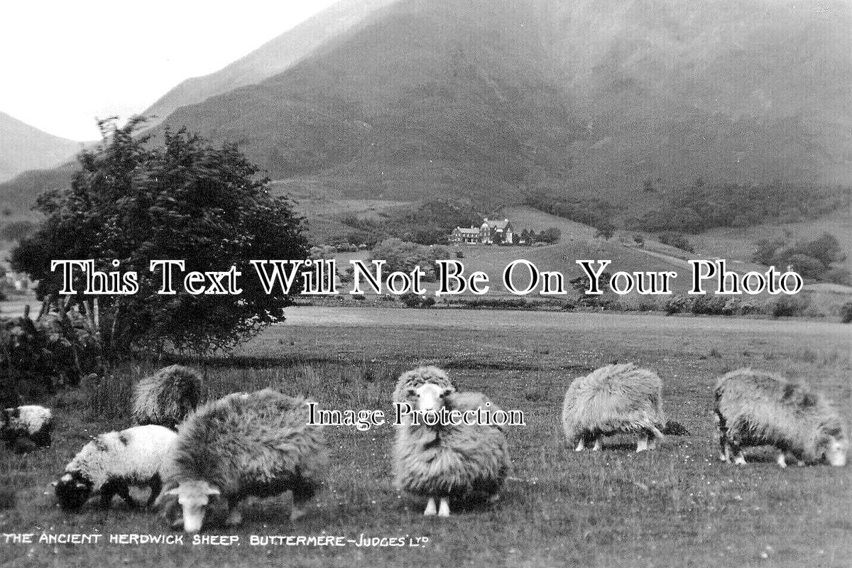 CU 1616 - The Ancient Herdwick Sheep, Buttermere, Cumbria