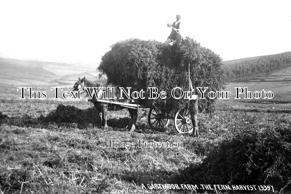 DE 1378 - The Fern Harvest, Dartmoor Farm, Devon c1916