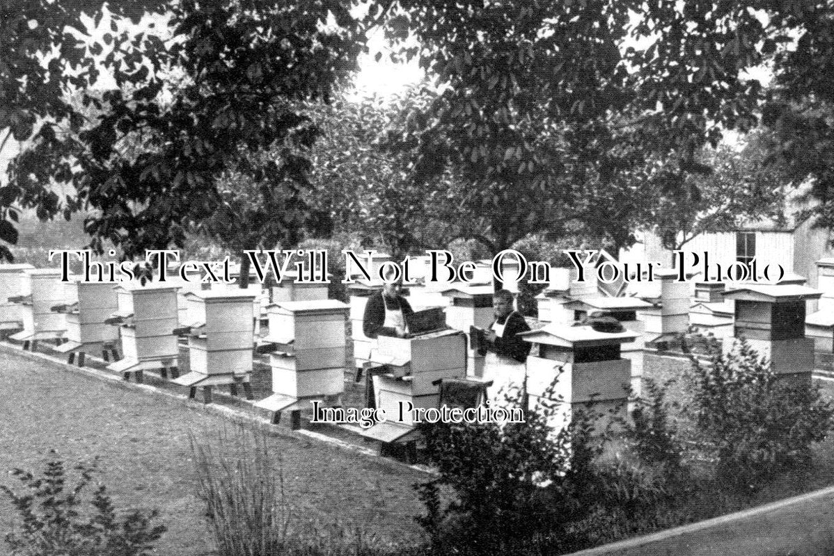 DE 1883 - Apiary At Buckfast Abbey, Beekeeping, Devon