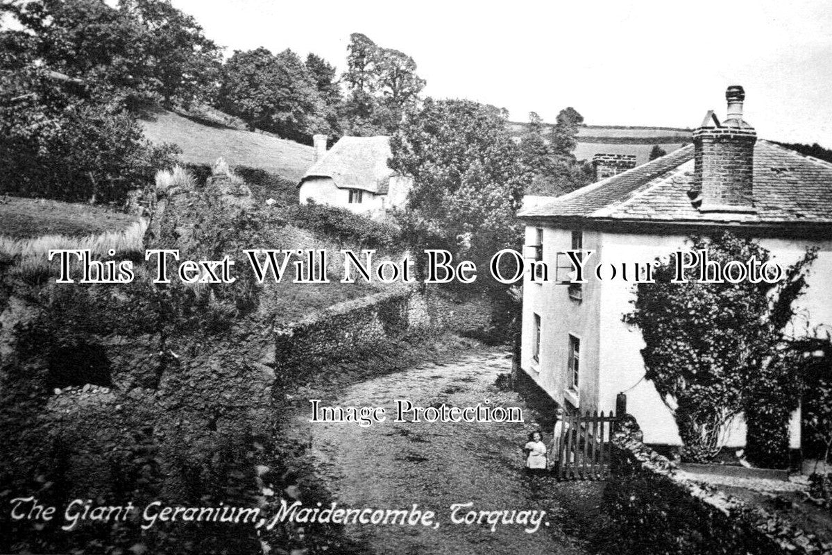 DE 2629 - The Giant Geranium, Maidencombe, Torquay, Devon