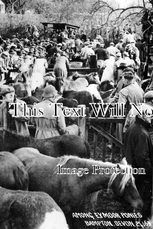 DE 2736 - Exmoor ponies Market, Bampton, Devon