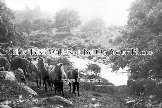 DE 3637 - Dartmoor Ponies, Devon