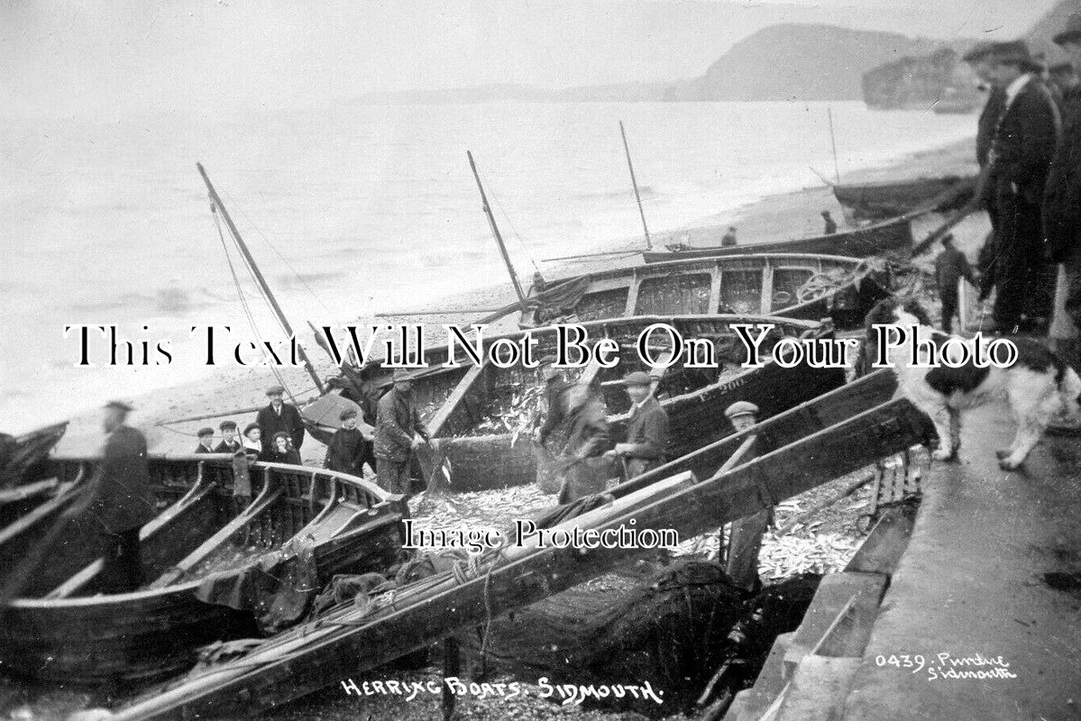 DE 3893 - Herring Boats, Sidmouth, Devon c1915