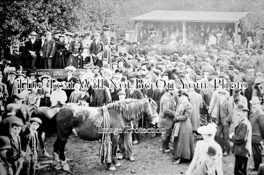 DE 641 - Bampton Country Show Fair Horse Auction, Devon c1906
