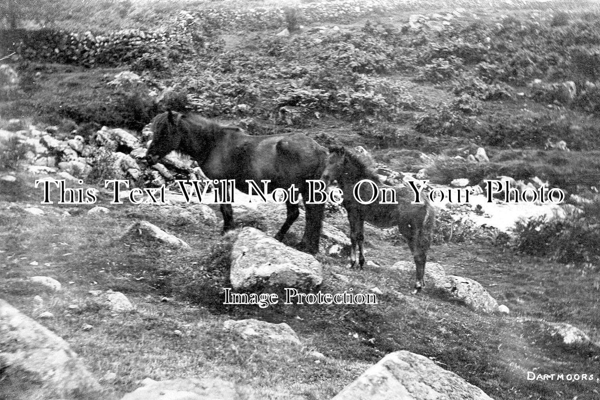 DE 831 - Dartmoor Ponies, Devon