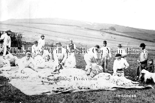 DO 1797 - Sheep Shearing, Chilcombe, Bridport, Dorset