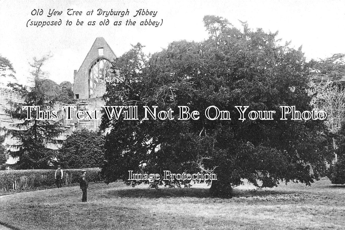 DO 1977 - Old Yew Tree At Dryburgh Abbey, Dorset