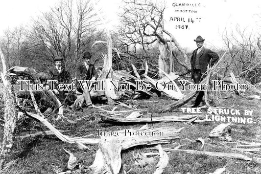 DO 2047 - Glanvilles Wootton Tree Struck By Lightning, Dorset 1907