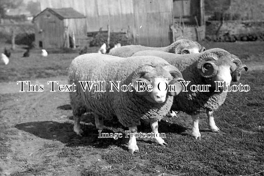 DO 2126 - Dorset Sheep Rams, Dorset c1928