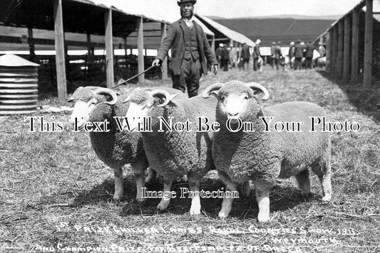 DO 2424 - Prize Sheep At Weymouth Royal Show, Dorset 1911