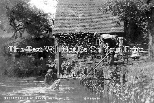 DR 2135 - Sheep Washing At Doveridge Mill, Derbyshire c1908