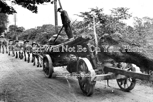 DR 3315 - Charles Walker Hauling Timber, Lane Farm, South Wingfield c1907